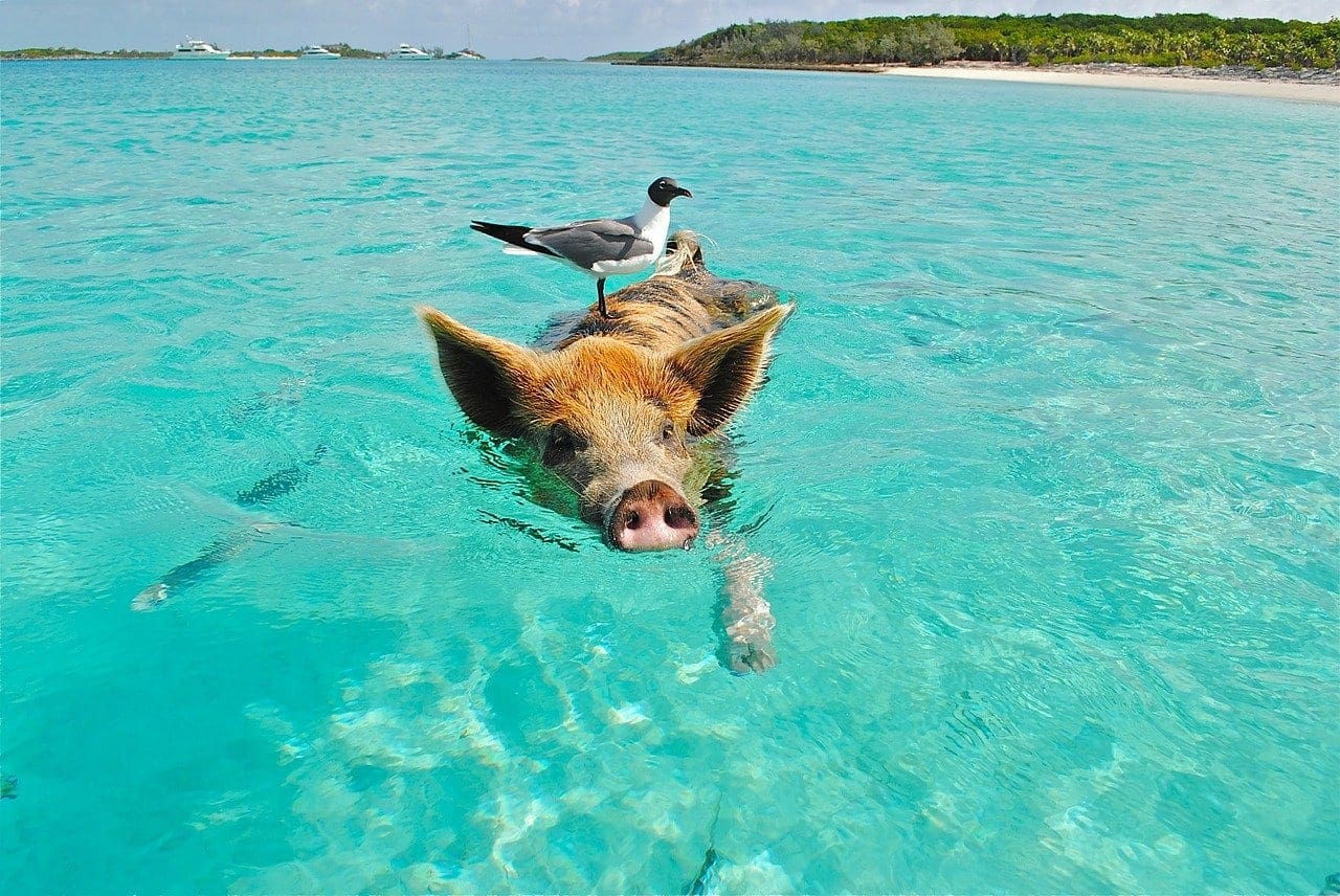 The Bahamas
